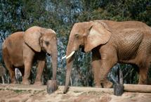 Toledo Zoo